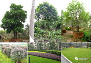 園林景觀植物 設計中的生命與靈魂——基礎認知與設計要點